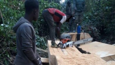 4 illegal chainsaw operators arrested; 10 others remanded